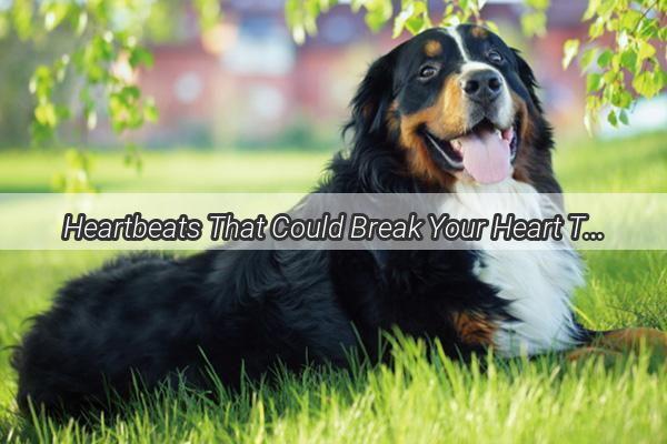 Heartbeats That Could Break Your Heart The Terrifying Reality of Dogs Rapid Heart Rates